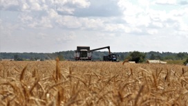 Четыре района Ивановской области лидируют по уборке зерна