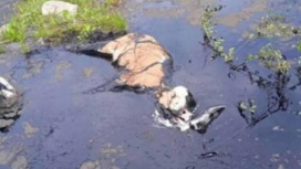 В Бурятии в гудроновом озере утонула корова