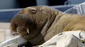 Норвежской моржихе Фрейе провели эвтаназию "для ее же блага"