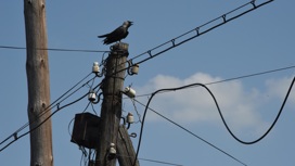Жителей Кубани призывают экономить электроэнергию