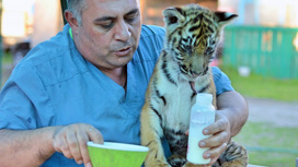 Амурский тигр Гектор из Челябинска будет жить в Хабаровском крае