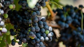 На Кубани приступили к уборке винограда