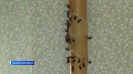 В плену у мух: в Башкирии жители трех СНТ четвертый месяц борются с нашествием двукрылых насекомых