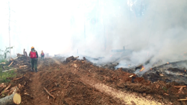 В Красноярском крае действует два лесных пожара общей площадью 345 гектаров