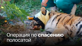 Тигрица из Приморья переехала в Московский зоопарк