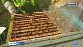 Пчеловоды Карелии собирают медовый урожай