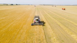 Урожайность зерновых культур в Ивановской области превысила значения прошлого года