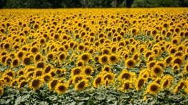 Подсолнечник и кукурузу на Кубани будут выращивать из отечественных семян