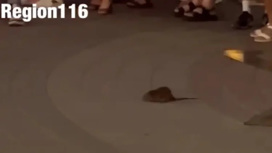 В Казани сняли на видео крысу, которая заслушалась музыкантов на Баумана