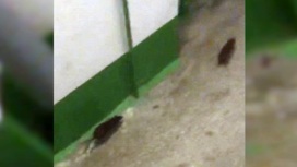 Крысы наводнили подъезд многоэтажки в Первоуральске