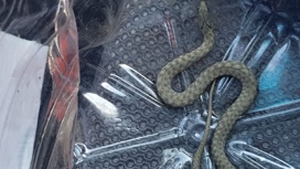 В Новороссийске спасатели поймали змею в квартире