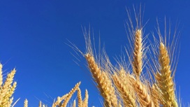 Фермеры Молдавии потребовали запретить импорт украинского зерна