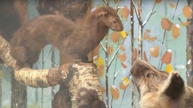 Погладить мамонта и покормить медведя можно в этнографическом музее Сургутского района