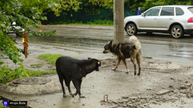 Уголовное дело возбуждено по факту отравления собак в Северске
