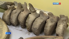 Следы орудий древнего человека найдены на фрагментах скелета мамонта