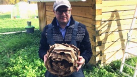 В Холмогорском округе ученые обнаружили гнездо шершней