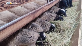 Во Владимирской области появится первый доильный зал для овец