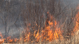 Штрафы и мониторинг: как Приамурье борется с природными пожарами