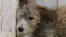 Собака, которая в Ачинске провалилась в открытый люк с нефтепродуктами, идет на поправку