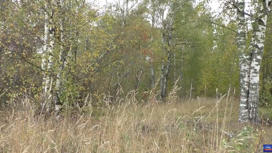 В Ивановской области спасли заблудившуюся в лесу пожилую женщину