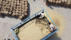 Индия заканчивает сбор риса и ограничивает его экспорт