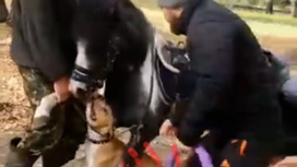 В Омске бойцовая собака чуть не растерзала пони