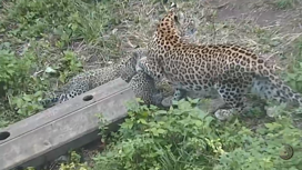 Котятам леопардов сделали прививки на Кубани