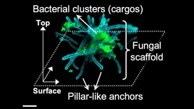 "Суперорганизм" в действии: бактерии показаны зелёным, а грибы ‒ синим цветом.