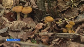 В Башкирию пришел грибной сезон: о "лакомых" местах "Вестям" рассказали любители опят