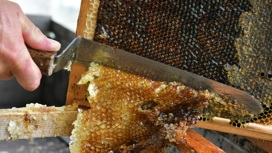 Главная пчела: в Башкирии собрали рекордный урожай
