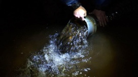 34 тысячи мальков семги выпустили в воды реки Онеги в Плесецком округе