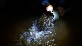 34 тысячи мальков семги выпустили в воды реки Онеги в Плесецком округе