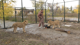 Спасенные от браконьеров львята остаются зимовать в Волгоградской области
