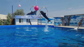 Выброшенных у побережья Севастополя дельфинов ищут уже вторые сутки