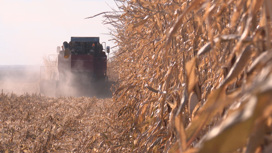 Погода благоприятствует уборке кукурузы в Приамурье