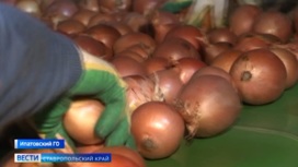 Ставропольские овощеводы в лидерах по выращиванию лука