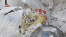 Мертвого питона нашли в мусорном баке в Октябрьском районе Новосибирска
