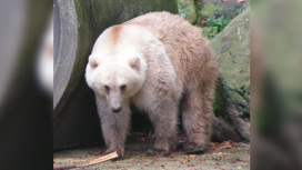 Гролар, или пизли, — гибрид белого медведя и гризли — в Оснабрюкском зоопарке.