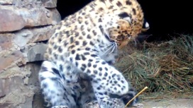 Спасенный в Приморье котенок леопарда осваивает новый вольер