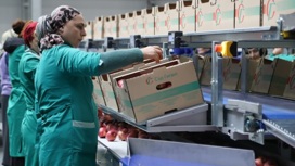 В Ингушетии собрали рекордный урожай яблок