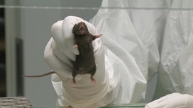 Трансгенные мыши помогут ученым в борьбе с инфекциями