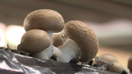 Королевские шампиньоны впервые в Сибири начали выращивать на грибной ферме в Шелеховском районе