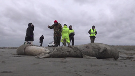 Каспийских тюленей могли погубить выбросы метана и ледяные поля