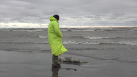 Основная версия гибели тюленей на Каспии – природные факторы