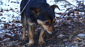 Бездомные псы наводят страх на окраины Ачинска