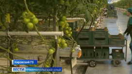 Редкие гибриды томатов выращивают ставропольские агрономы