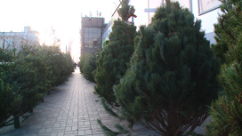 Цены на елки снизились: какие виды хвойных деревьев можно встретить на волгоградских базарах?