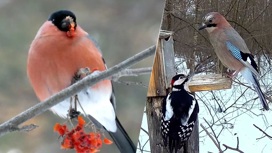 Как правильно помочь птицам пережить зиму