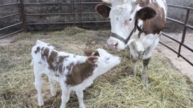 В Подмосковье клонированная корова впервые в России дала потомство