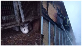 Восемь кроликов и жилой дом спасли от огня пожарные на улице Декоративной в Новосибирске